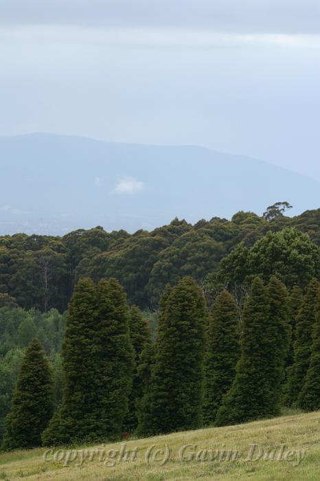 Trees, Olinda Arboretum.JPG